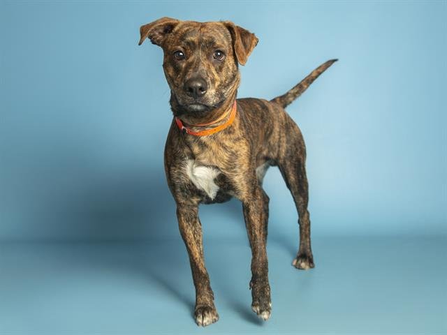 TIGER - American Pit Bull Terrier available for adoption