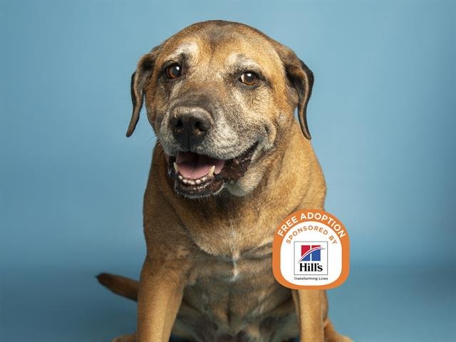 SCOOBY - Labrador Retriever / German Shepherd Dog available for adoption