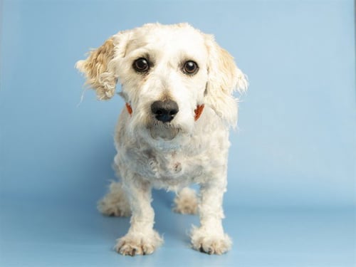 PENNY - Maltese available for adoption