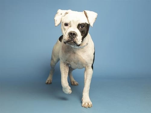 HARPER - American Pit Bull Terrier available for adoption