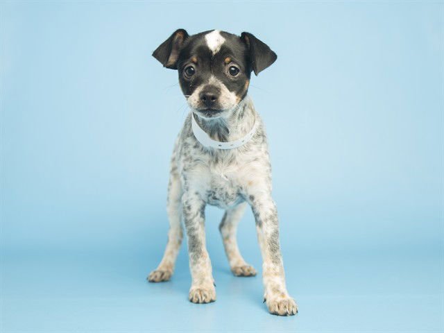 TINA - Chihuahua available for adoption