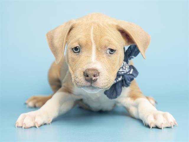 POSEIDON - American Pit Bull Terrier available for adoption