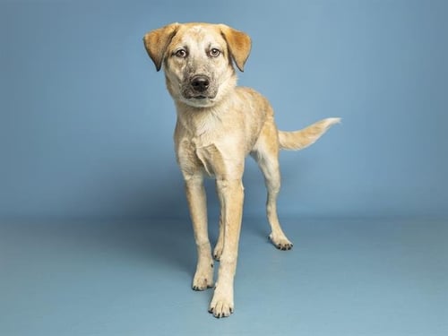 FRAPPU - Australian Cattle Dog/Blue Heeler available for adoption
