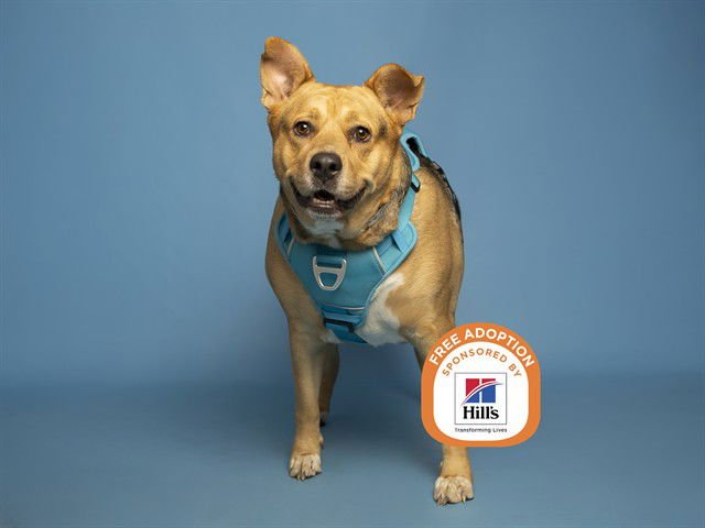 AMELIA - Australian Cattle Dog/Blue Heeler / American Pit Bull Terrier available for adoption