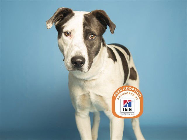 THOR - Border Collie / American Pit Bull Terrier available for adoption