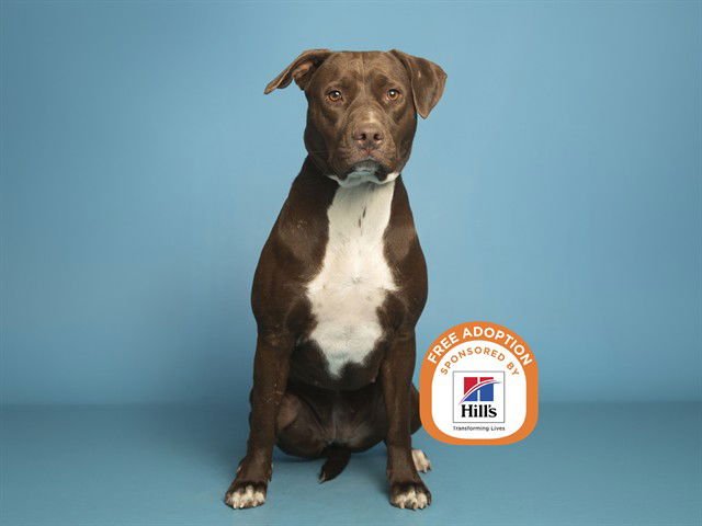 BROWNEE - American Pit Bull Terrier available for adoption