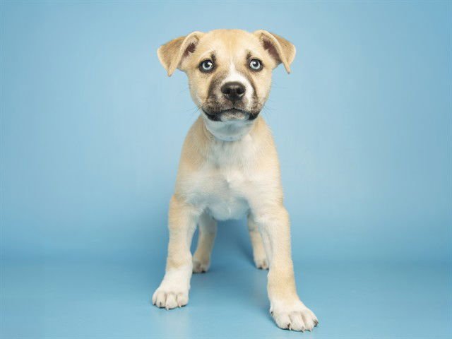 MISO - American Pit Bull Terrier available for adoption