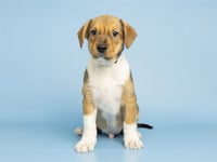 MORGAN - Photo 1