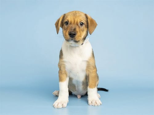 MORGAN - Carolina Dog available for adoption