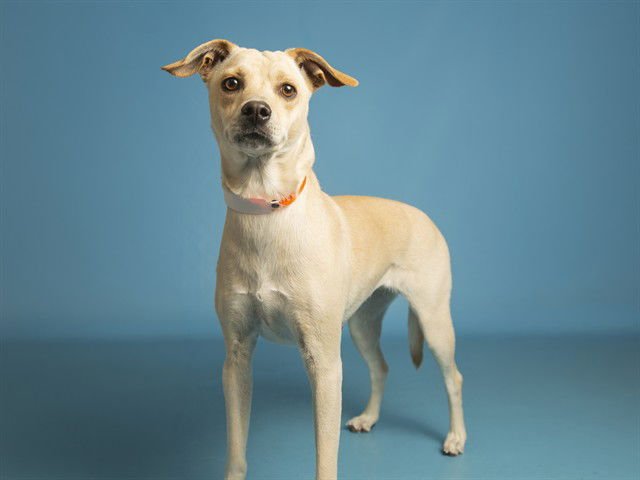 SANDY - Parson Russell Terrier available for adoption
