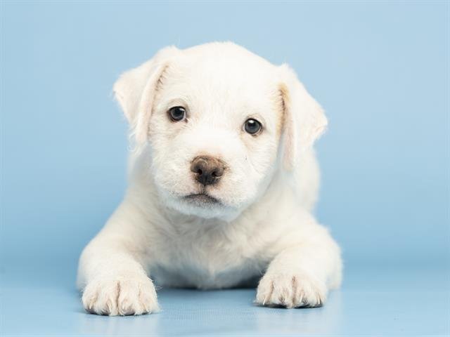 YANG - American Pit Bull Terrier available for adoption