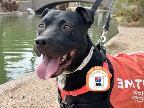 HUMBERTO - American Pit Bull Terrier available for adoption