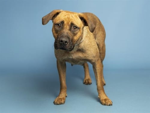 SISSY - German Shepherd Dog available for adoption