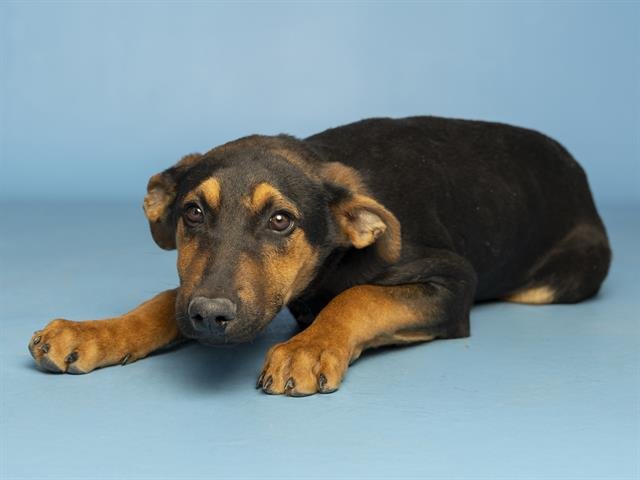 VALENTINO - Labrador Retriever available for adoption