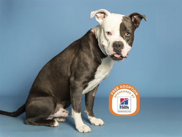 SAMMY - American Pit Bull Terrier available for adoption