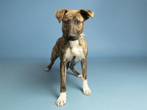PRINCESS BUBBLEGUM - Hound available for adoption