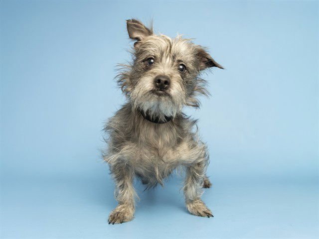 GEORGE - Cairn Terrier available for adoption