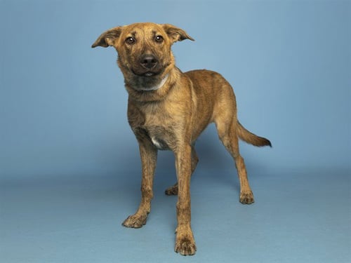 TUGBOAT - Belgian Shepherd Malinois available for adoption