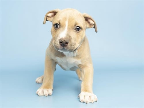CURLY - American Pit Bull Terrier available for adoption