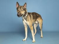 HENDRIK - Photo 1