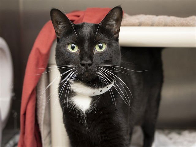 SCARLET - Domestic Short Hair available for adoption