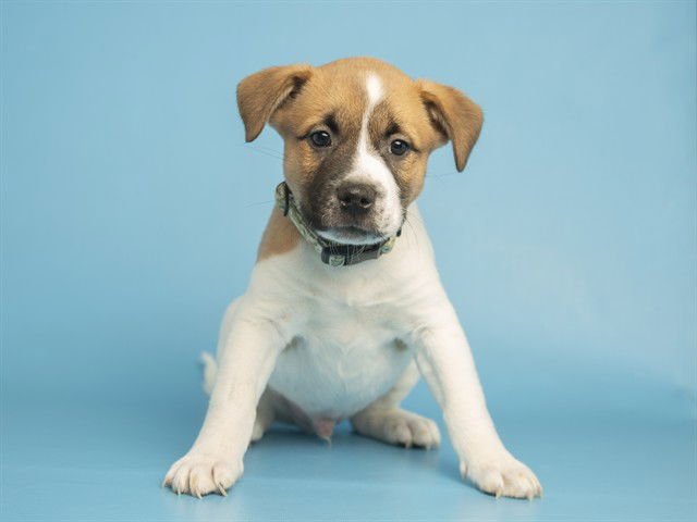 BOLOGNESE - Australian Cattle Dog/Blue Heeler available for adoption