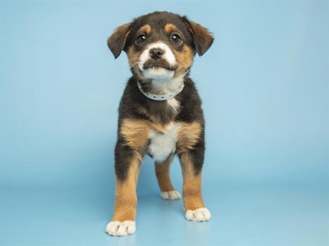 SHEGO - Australian Cattle Dog/Blue Heeler available for adoption