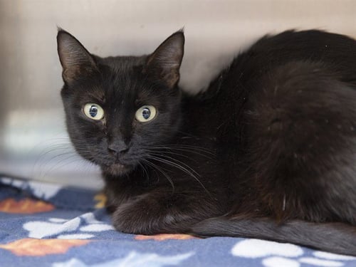 RHEA RIPLEY - Domestic Short Hair available for adoption