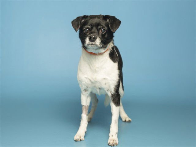 DOMINO - Pug available for adoption