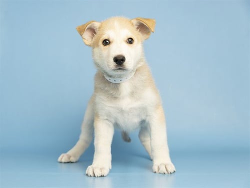 FOXY - German Shepherd Dog available for adoption