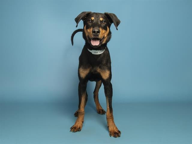 REMY - Doberman Pinscher available for adoption