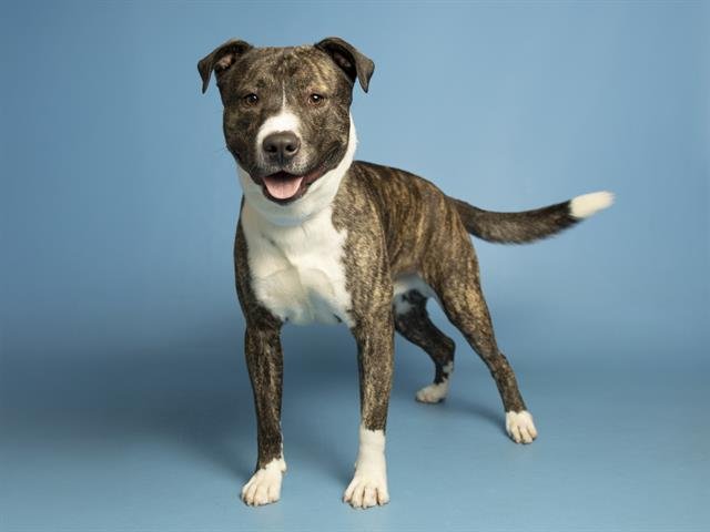 TOGO - American Pit Bull Terrier available for adoption