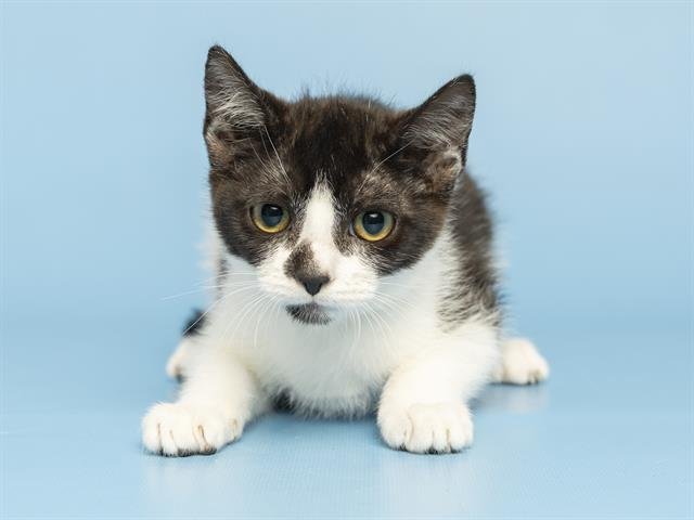 FINCH - Domestic Short Hair available for adoption