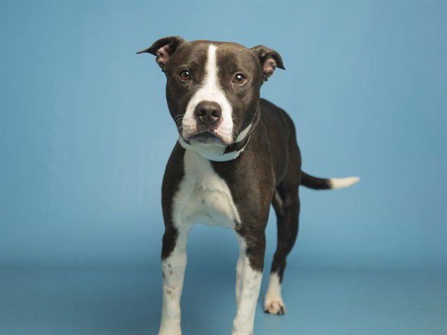 ROCKO - American Pit Bull Terrier available for adoption