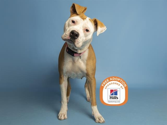 BUTTERSCOTCH - American Pit Bull Terrier available for adoption