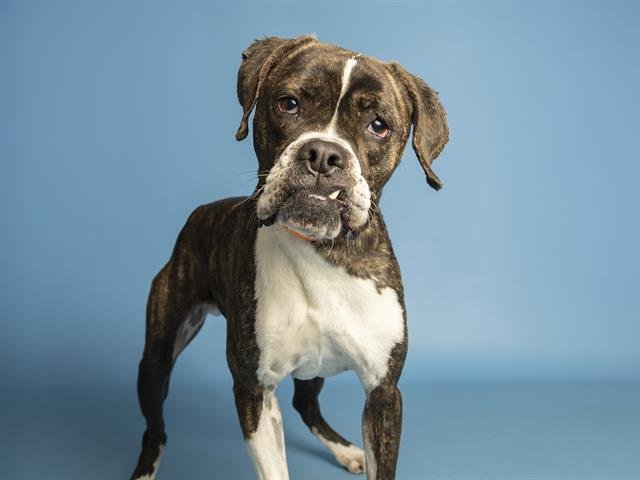 ROCKY ROAD - Boxer available for adoption