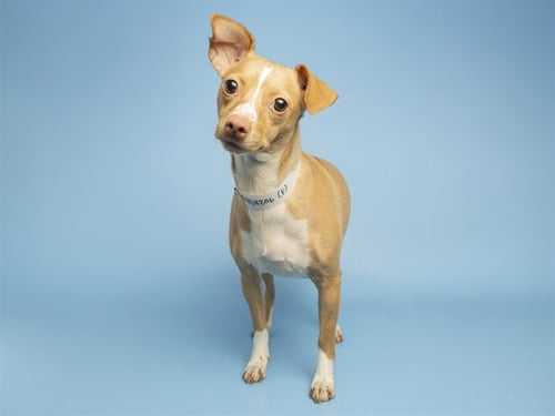 CARMELITA - Chihuahua available for adoption