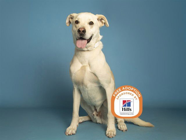 SARGE - Husky / Labrador Retriever available for adoption