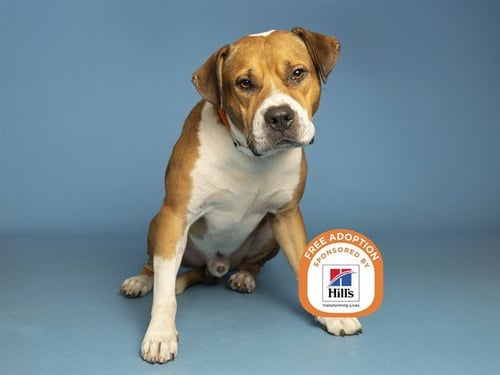 CHASE - American Pit Bull Terrier available for adoption