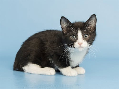 FISH - Domestic Short Hair available for adoption