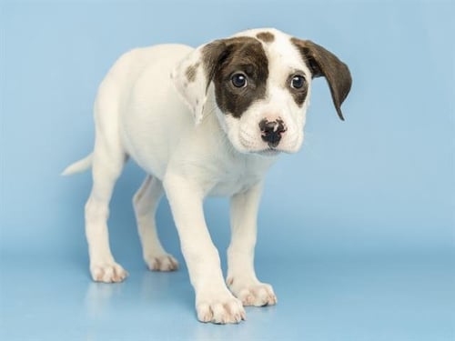 AUTUMN - American Pit Bull Terrier available for adoption