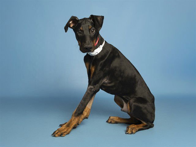 BOSCO - Doberman Pinscher available for adoption