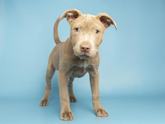 AVOCADO - American Pit Bull Terrier available for adoption