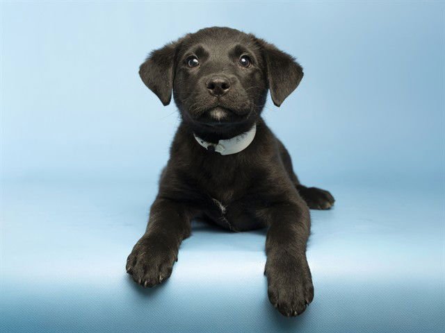 STAR - Mastiff available for adoption