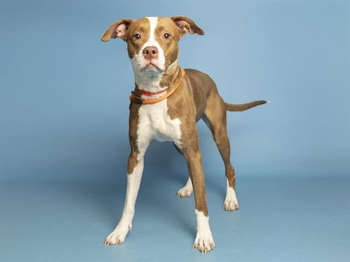 WILLOW - American Pit Bull Terrier available for adoption