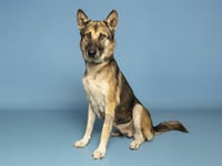 CERSEI - Photo 1