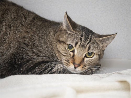 HUFF - American Shorthair available for adoption