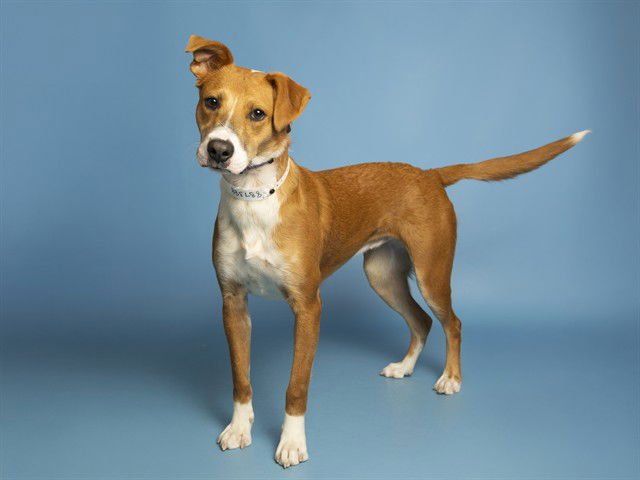 BLOSSOM - Basenji / Labrador Retriever available for adoption