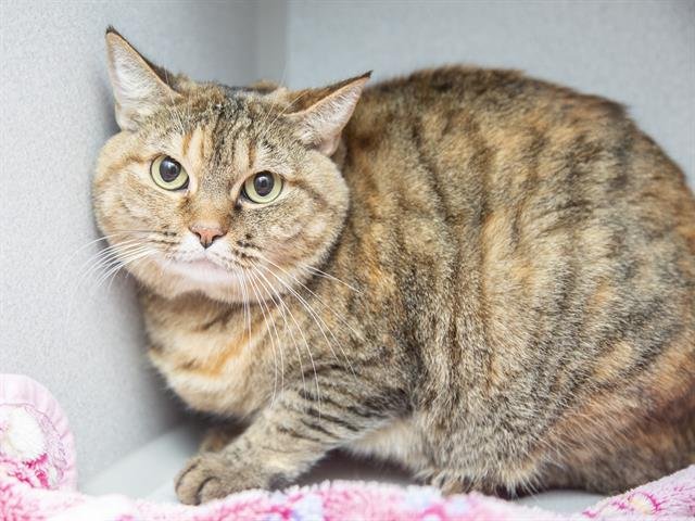 RORY - Domestic Medium Hair available for adoption