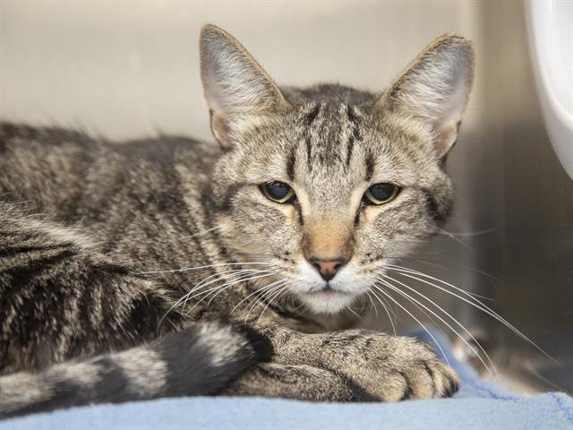 MALCAHI - Domestic Short Hair available for adoption